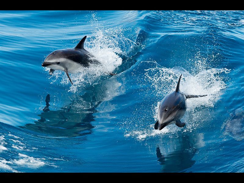 Our Big Blue Backyard A Gallery From Nine To Noon Rnz National