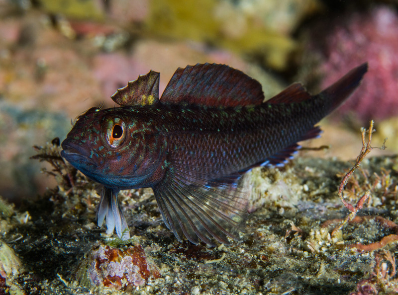 Rock Pool Fish A Gallery from Our Changing World RNZ National