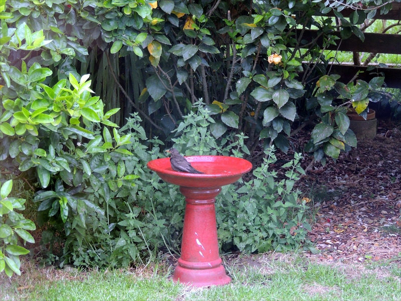 Bird Baths Around Nz A Gallery From Afternoons With Jesse Mulligan Rnz National