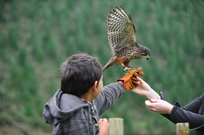 Attitude With Altitude New Zealands Birds Of Prey Rnz