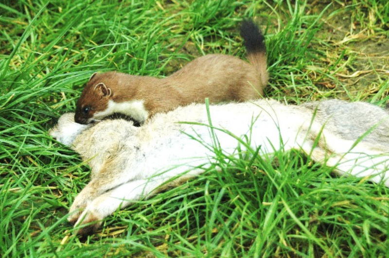 Expert Feature Professor Carolyn King invasive mammals RNZ
