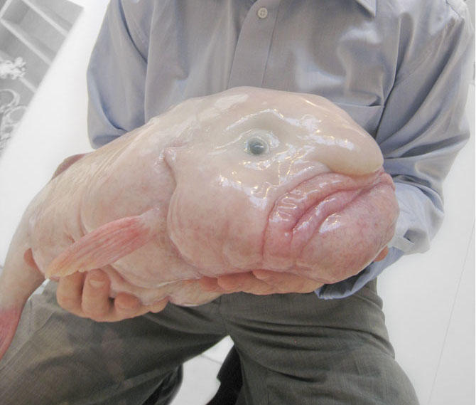 Blobfische The Blobfish: