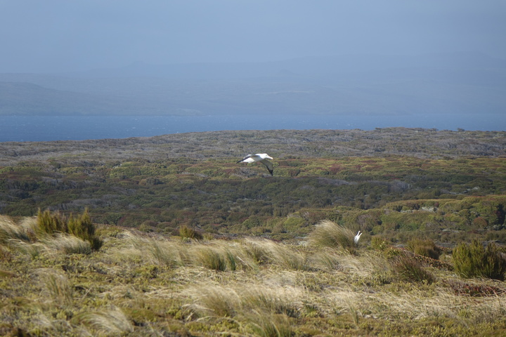 An albatross soars over the Auckland Islands