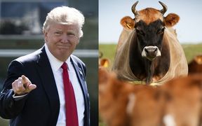 Donald Trump, cow generic, dairy