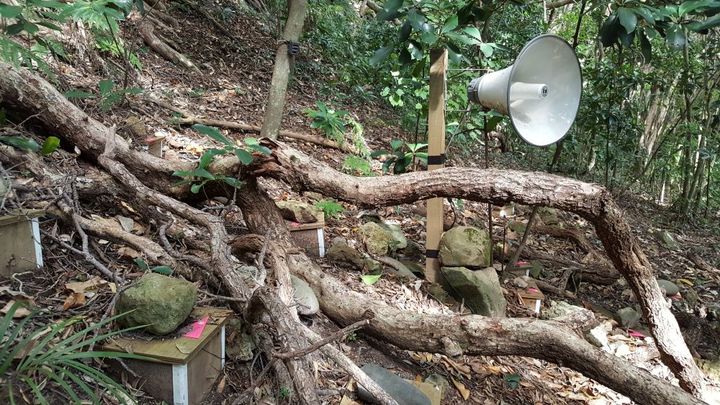 The artificial colony includes wooden nest boxes, designed with storm petrels in mind, as well as a speaker to play recordings of their calls