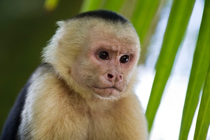 Capuchin Monkey 