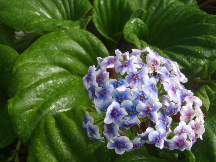 The Chatham Islands Forget-me-not