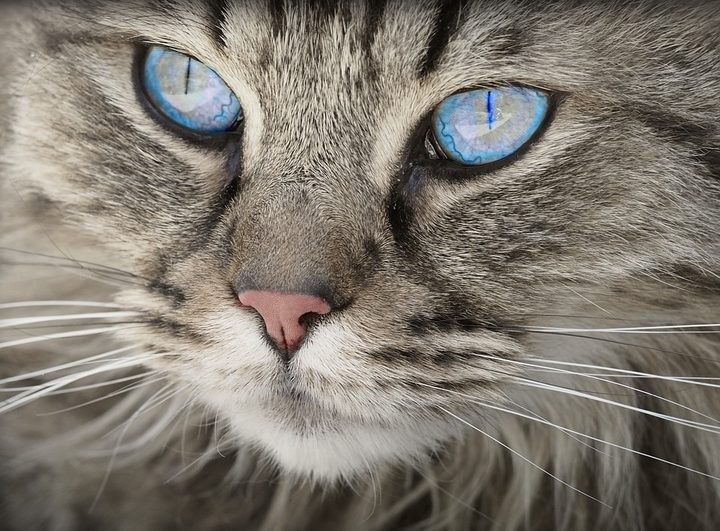 The National Cat Show is back in Christchurch this weekend for the first time since the quakes.