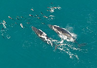 Humpback whales and dolphins near Kaikoura.