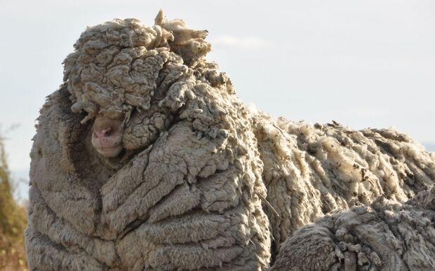 Big Ben's fleece weighed 28.9 kilograms. 