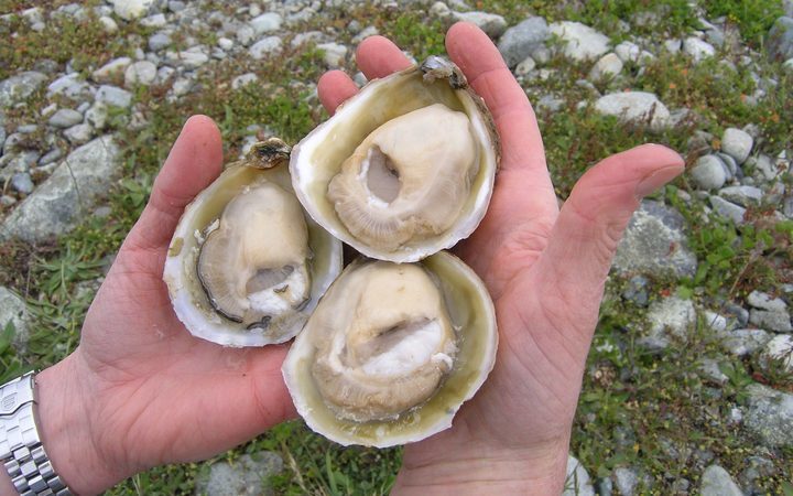 Wild Oyster Testing