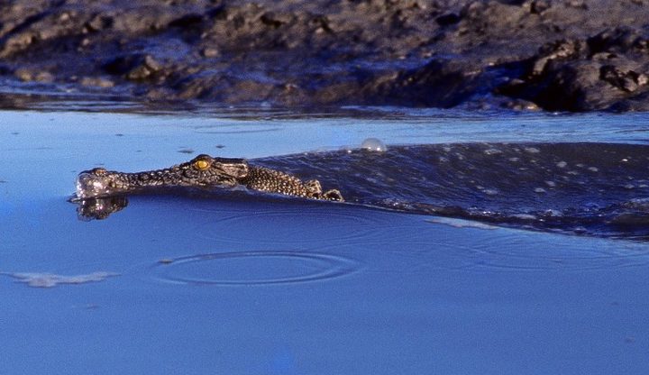 A saltwater crocodile in Kakadu National Park, Northern Territory.