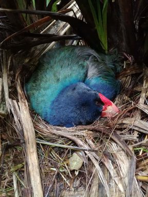 Fomi the Takahe sitting on her egg 
