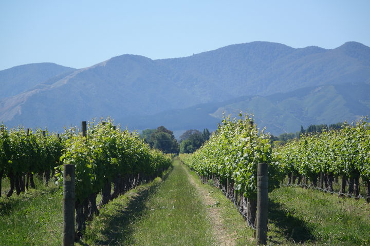 A Marlborough vineyard.