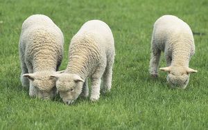 Three lambs