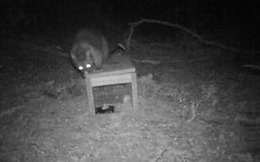A possum caught on a DoC motion sensor camera.