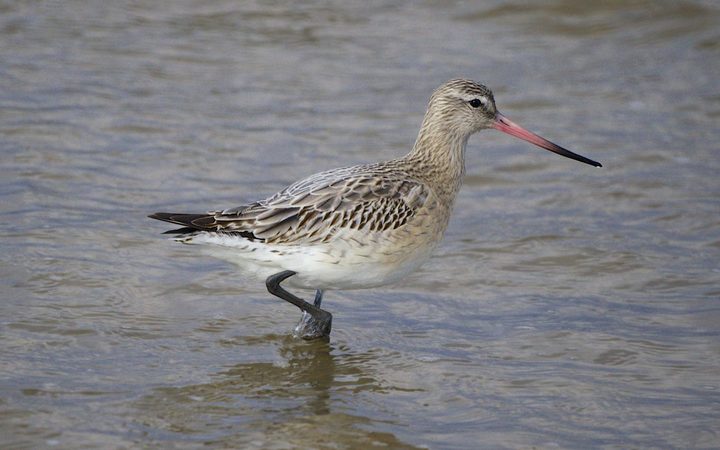 Godwit bird sets record for longest 'non-stop flight' as it reached New Zealand from Alaska: When it comes to speed, you get The Flash.