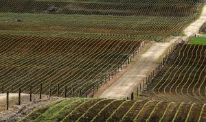 Waikato maize fields