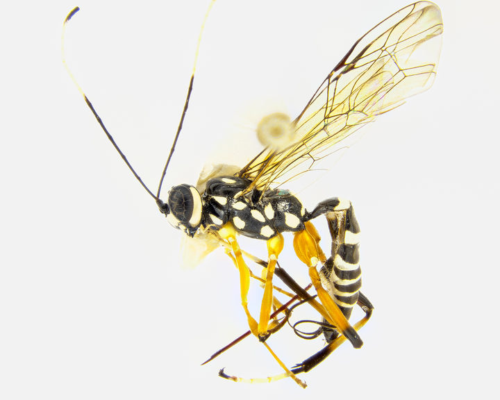 Meet Lusius Malfoyi A Parasitoid Wasp Rnz