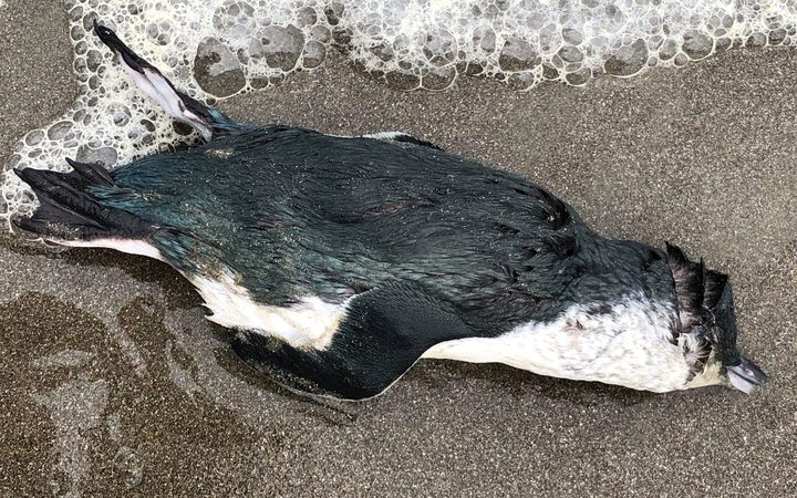 A dead little blue penguin.