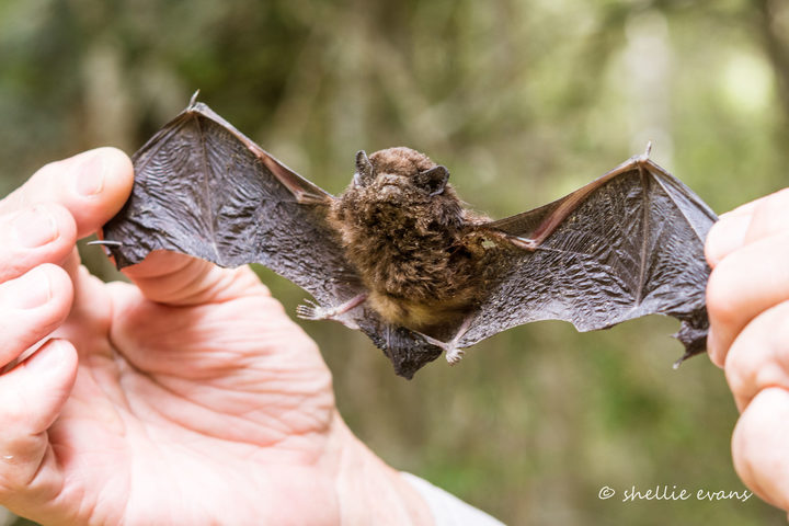 Urban bats: Long-tailed bats thriving in Hamilton | RNZ
