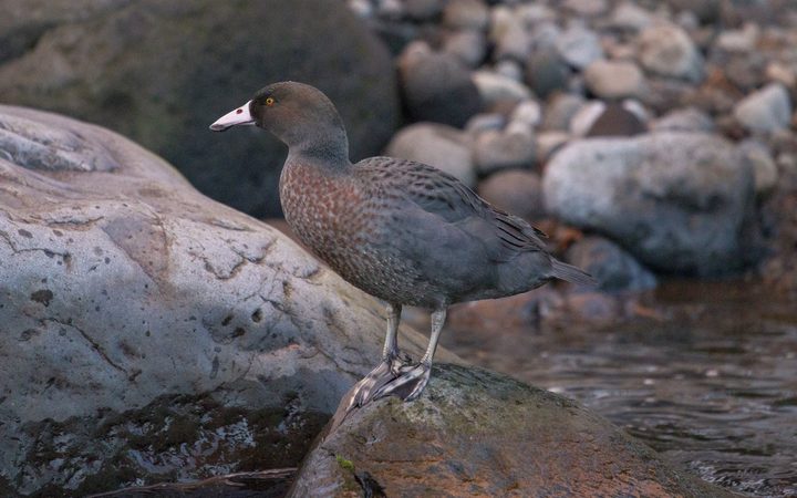 Blue duck/whio are a taonga (treasured) species found in the 133 hectare block in Taranaki.