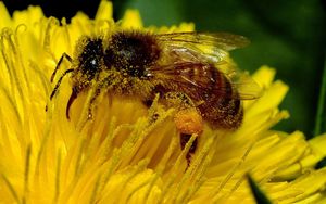 Honey bee showing pollen sacs on legs, Canterbury, New Zealand 