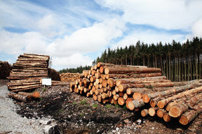 Logs stacked after an industry operation.