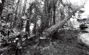A pine tree is felled near Hicks Bay.