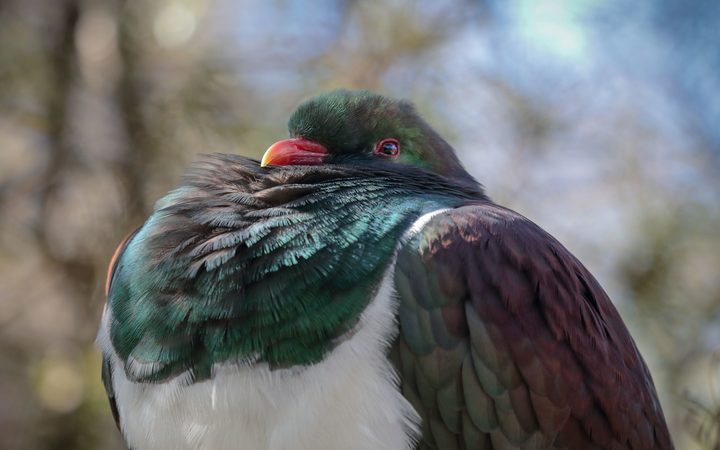 Bird of the Year: Can the kererū keep the top spot? | RNZ News