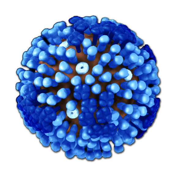 H1N1 Flu virus commonly known as Swine Flu