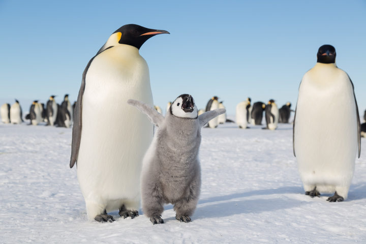 eight_col_Emperor_Penguin_in_the_Weddell_Sea_%28Photo_by_Sue_Flood%29.jpg?1541217672