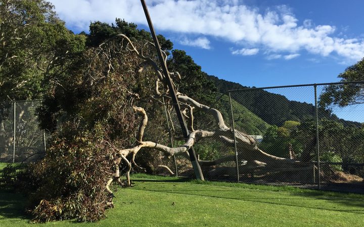The large gum tree