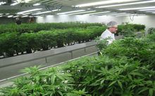 Scientist calls for medicinal marijuana to be grown in NZ.