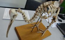 A Kiwi skeleton belonging to Te Papa Museum.