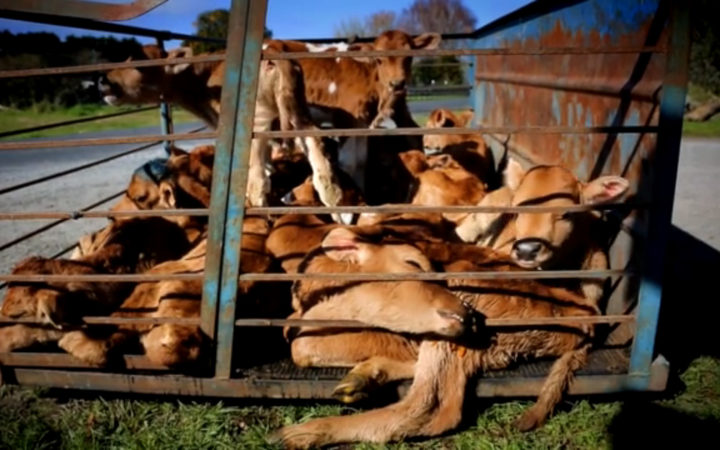 Farmwatch's hidden camera footage has drawn attention to the treatment of animals in the dairy industry.