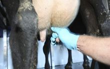 cow being hand milked