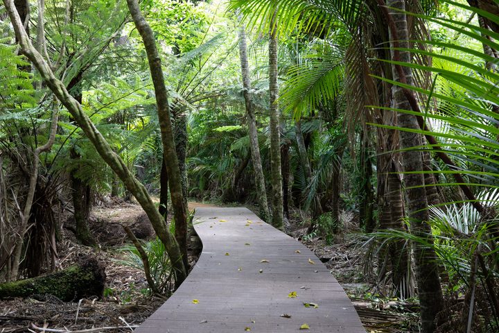 Board walks are being built and a helicopter is transporting gravel to upgrade the Kitekite Falls track near Piha.