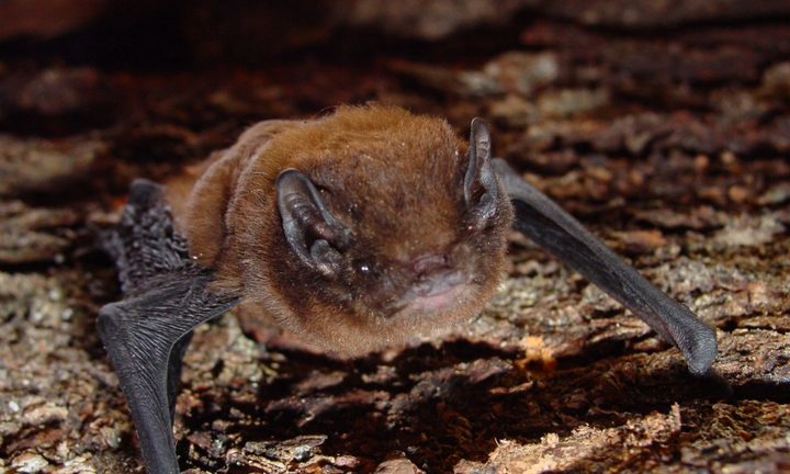new zealand long tailed bat diet