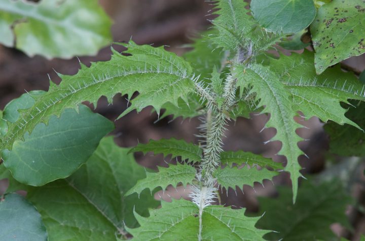 Ongaonga or New Zealand tree nettle is covered in spines that deliver a painful sting when someone brushes against them.