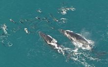 The IWC says it could be 30 years before  the humpback whale population recovers. 