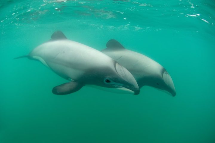 AKAROA 
Hector's Dolphins - Banks peninsula  New Zealand. 
 
Biosphoto / Tobias Bernhard Raff