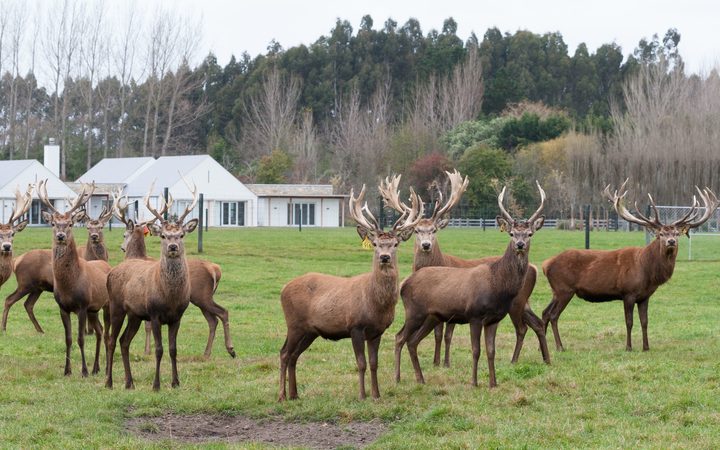 Red deer stags herd grazing on green grass meadow scene. Christchurch, New Zealand