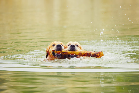 Two golden retrievers dogs are swimming with stick.