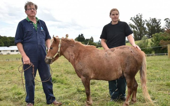 After being stabbed in a vicious attack in his Waitati paddock at midnight on Sunday, miniature horse Star recovers with Otago Equine Hospital veterinarians Peter Gillespie and Stephanie Bransgrove. 