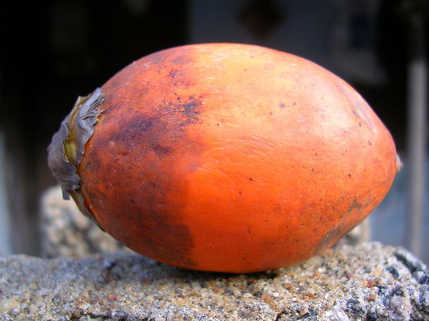 Betel Nut, or Buai