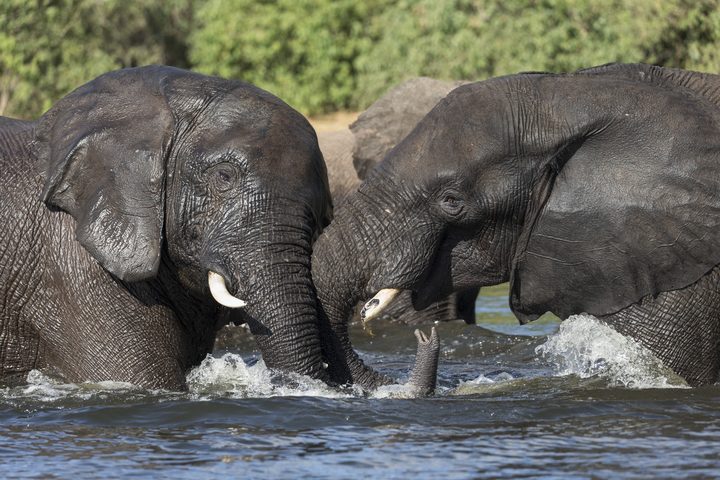 Elephants in Chobe National Park, Botswana.