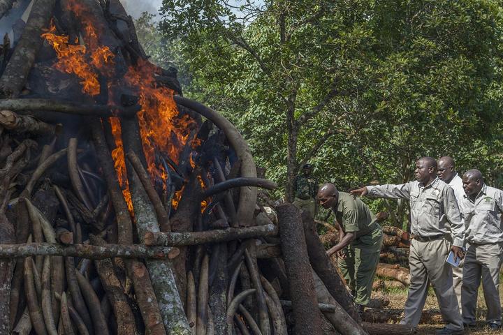 Malawi Parks and Wildlife Department officers burn confiscated elephant ivory at the Mzuzu Nature Sanctuary in 2016.