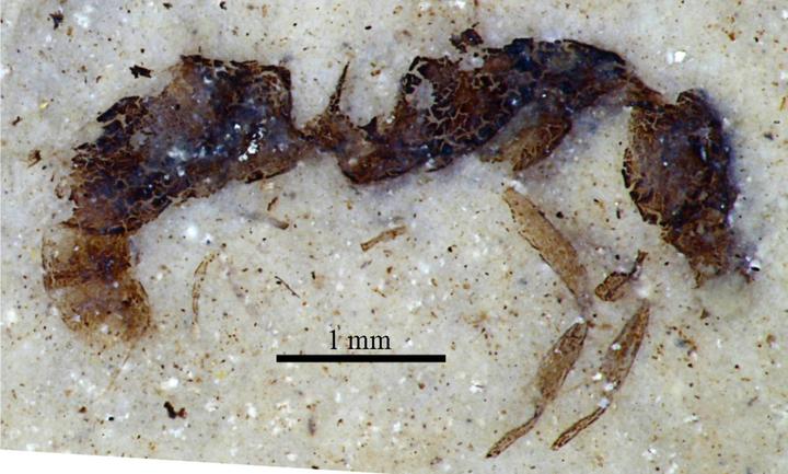 Hundreds of significant insect fossils have been discovered at Foulden Maar, including this holotype of a worker ant, Austroponera schneideri.