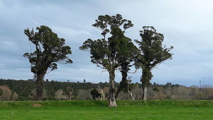 West Coast locals are furious the four 300-year-old rātā trees in Karamea are set to be cleared to make way for $400,000 improvements to the river stopbank. 